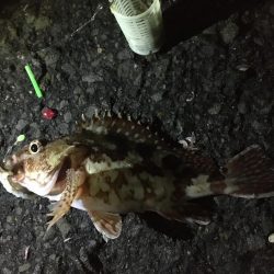 ヘチ釣りとエギング